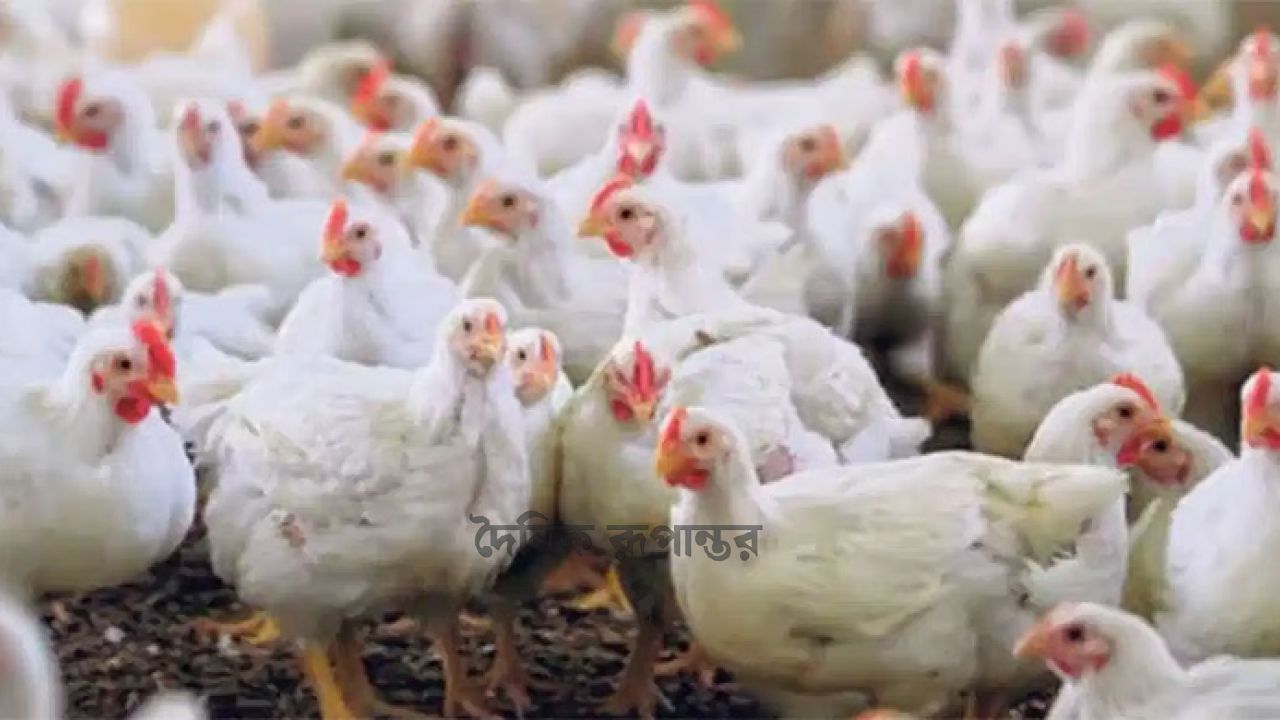 বিদেশে কর অব্যাহতি, বাংলাদেশে বাড়ছে বোঝা: সংকটে দেশের পোল্ট্রি শিল্প