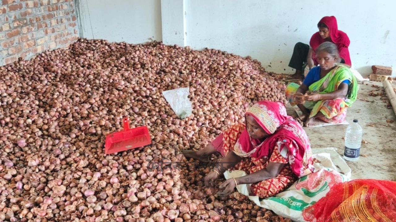 দিশেহারা পেঁয়াজ চাষি, পচনে বাড়ছে ক্ষতি